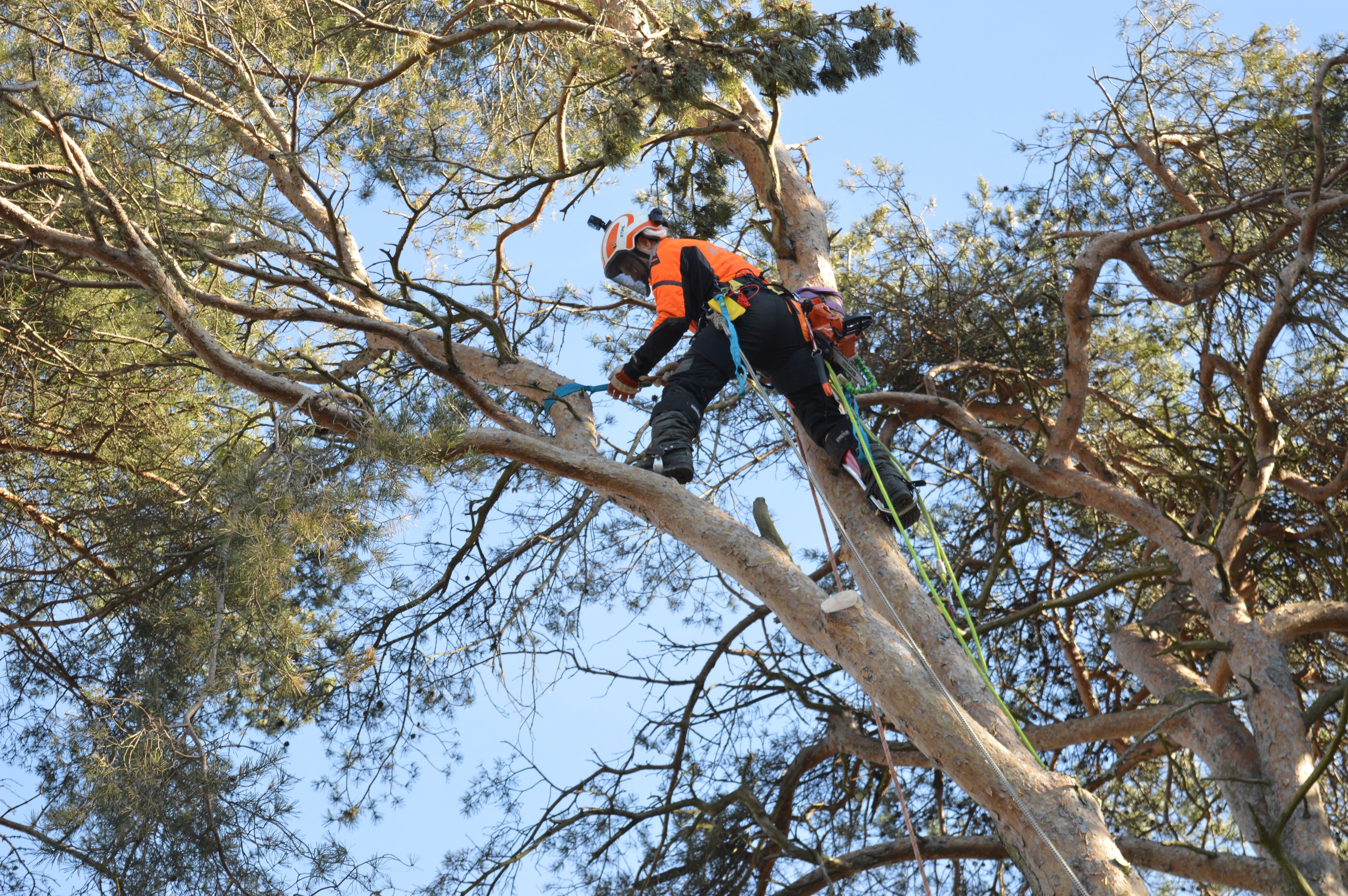 Tree service professionals at work