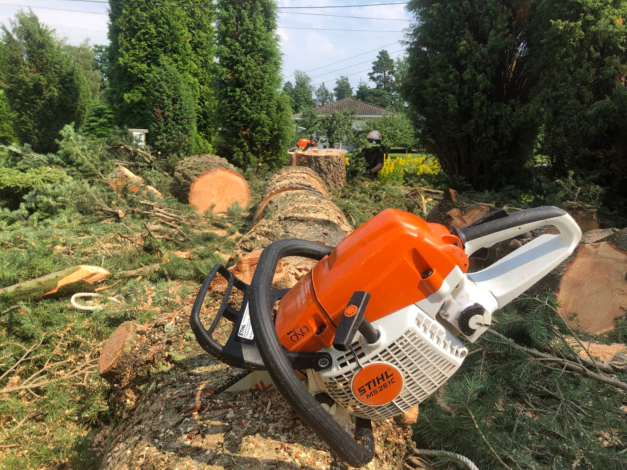 Tree service professionals at work