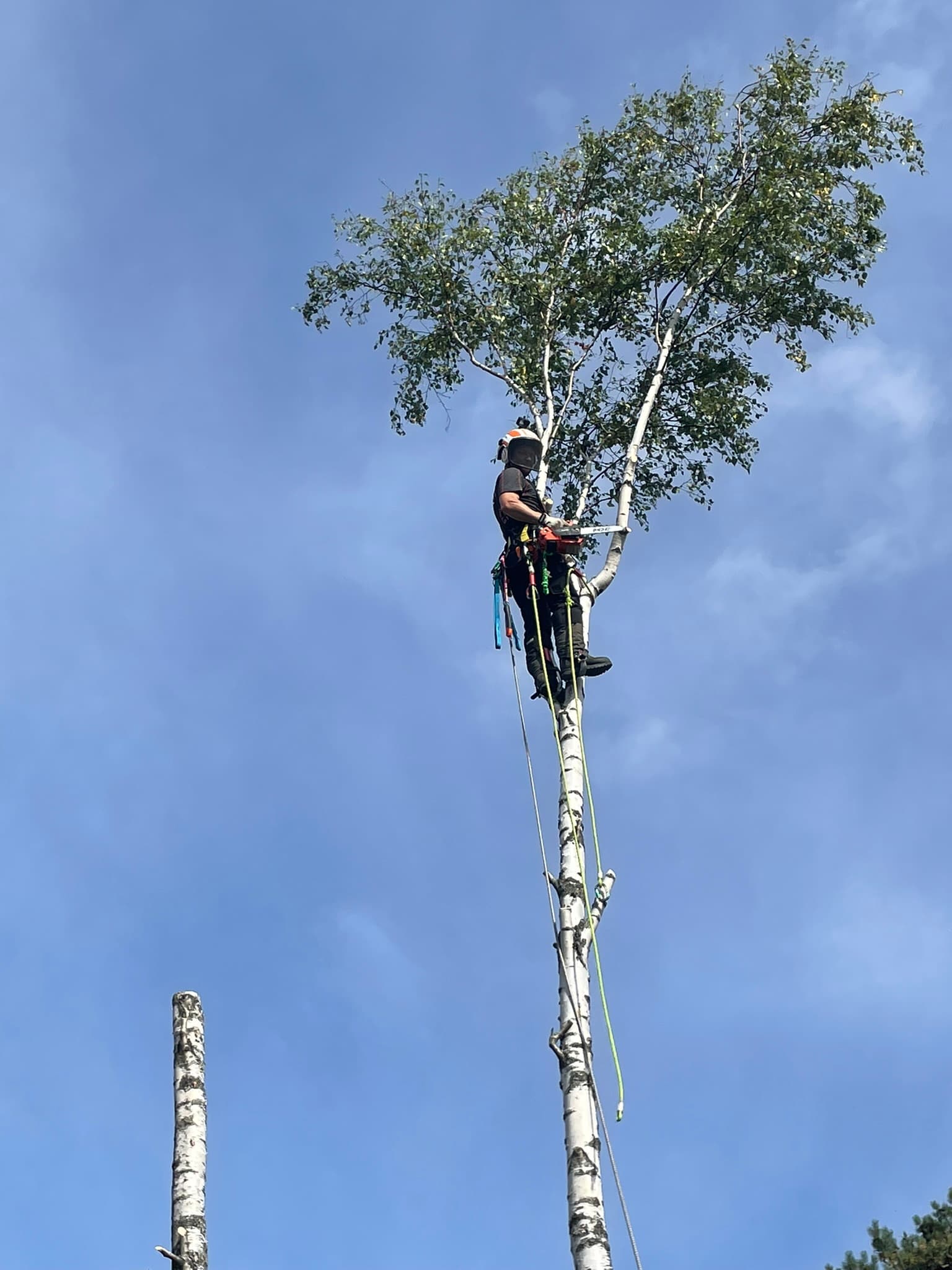 Tree service professionals at work