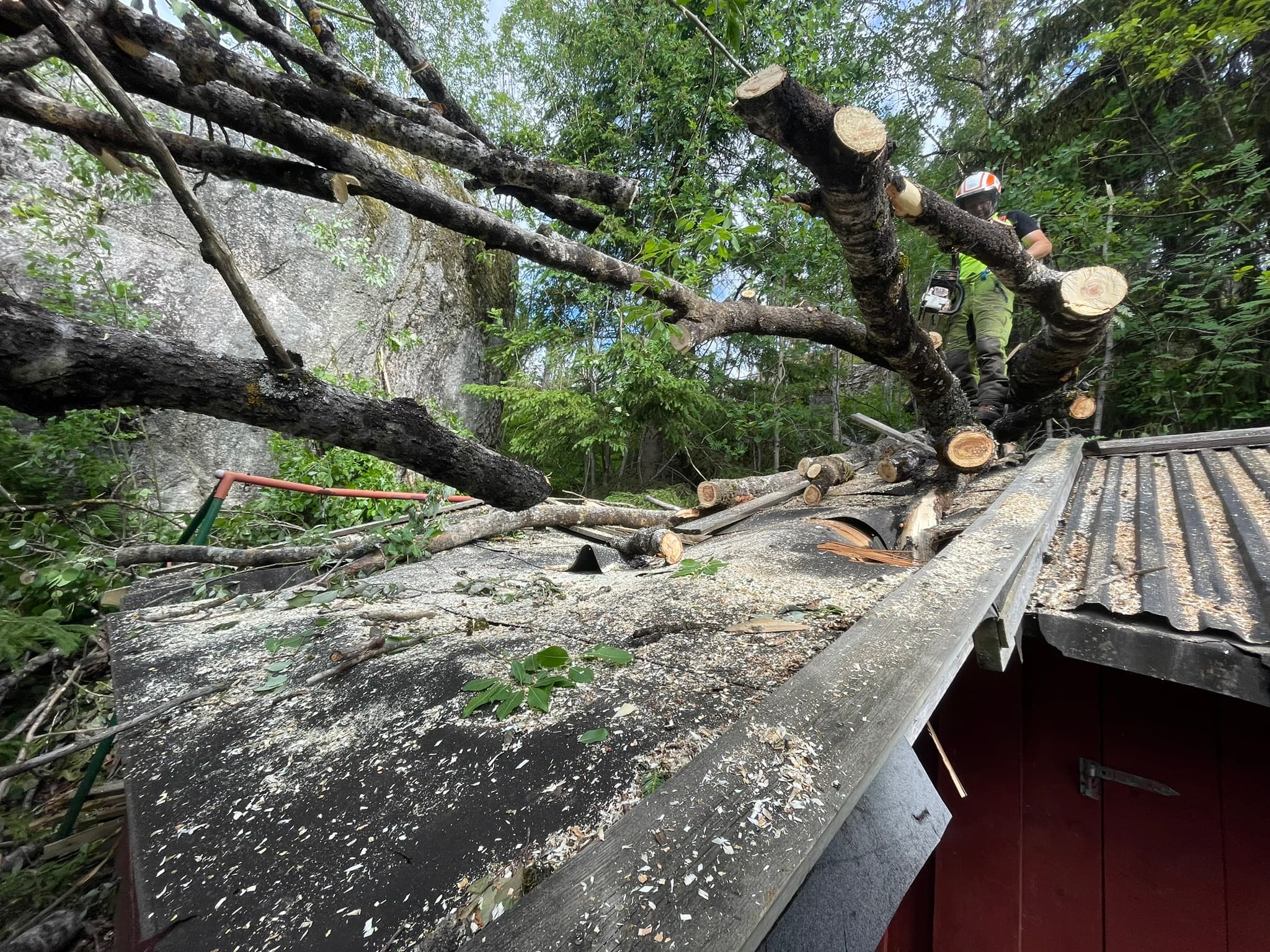 Tree service professionals at work